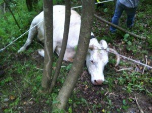 Ultime Notizie: Mucca cade nel burrone dopo aver partorito