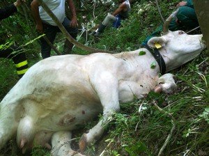 Ultime Notizie:  Mucca partorisce e cade nel burrone  Salvata con l?elicottero 