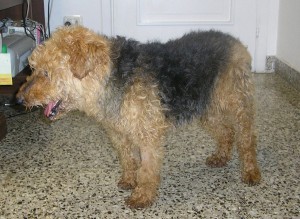 oliver oliver