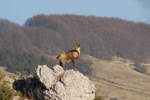 parcodeisibilini parcodeisibilini