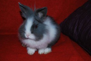 pepito1-13