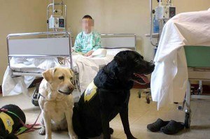 pet-therapy- pet-therapy-