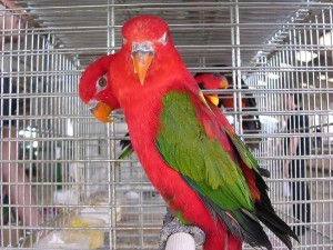 Uccelli Uccelli