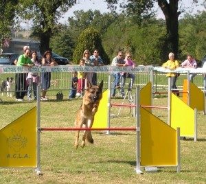 agility2 agility2