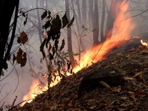 incendi_boschivi