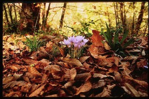i20colori20dellautunno i20colori20dellautunno