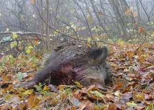 cinghiale_morto cinghiale_morto