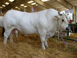 bovini3 bovini3-300x225