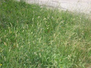 erba 3 erba-3-300x225