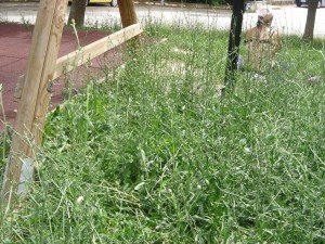 erba2 erba2-300x225