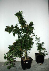 DSC_2474-207x300