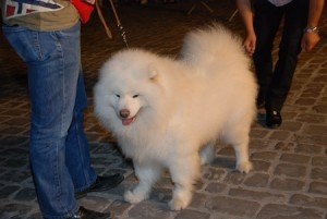 Esposizione canina 2009 (1) Esposizione-canina-2009-1-300x201