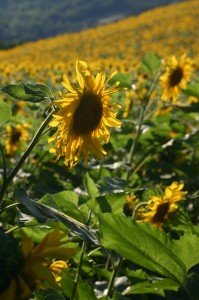girasoli1-199x300