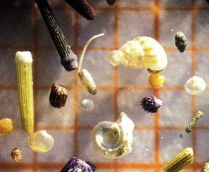 Microfossili Microfossili