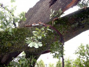 quercia_1-300x224