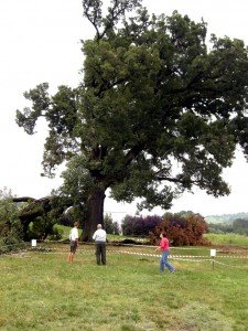 quercia_3-225x300