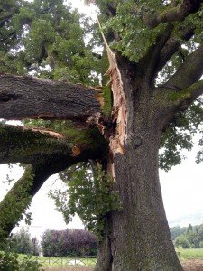 quercia_4-225x300