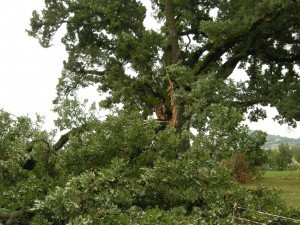 quercia_5-300x225