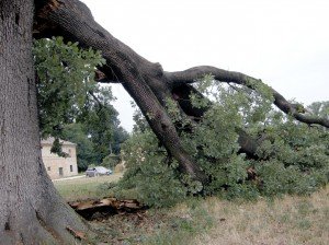 quercia_6-300x224