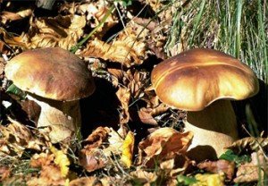 funghi