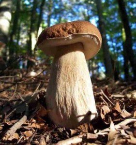 raccolta-funghi raccolta-funghi