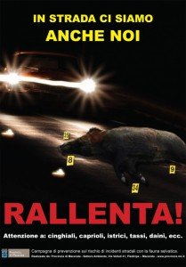 CinghialiStrada CinghialiStrada