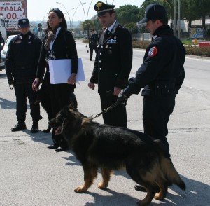 4_cane lobo 4_cane-lobo-300x294