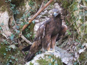 aquila reale aquila-reale