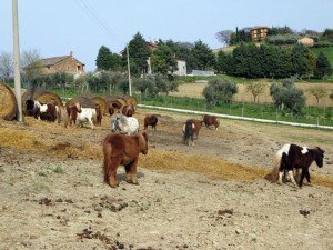 fattoria_staffolani_2 fattoria_staffolani_2-300x225