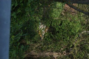 rifiuti_4 rifiuti_4-300x199