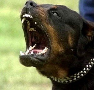 rottweiller