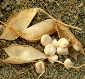 triangoli di farro triangoli-di-farro
