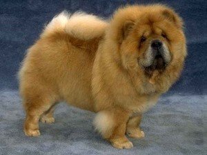 Chow_Chow_Dog Chow_Chow_Dog
