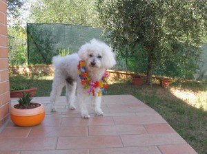Immagine-003-300x224