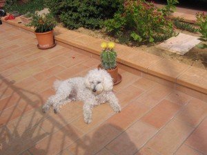 Barboncino aggredito Immagine-004-300x224