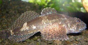 Cottus_Gobio_scazzone Cottus_Gobio_scazzone