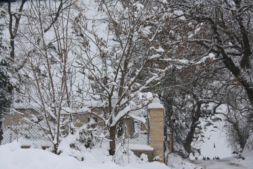 Neve-a-Corridonia-foto-di-Laura-Morresi-91-1024x682