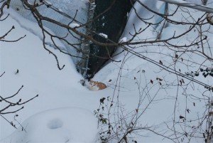 Neve-a-Macerata-foto-di-Maurizio-Montedoro-72-300x201