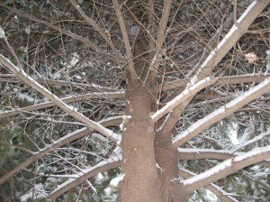Neve a Recanati, foto di Luciana Interlenghi (3) Neve-a-Recanati-foto-di-Luciana-Interlenghi-31-300x224