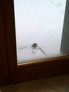 Neve5feb-Antonio-Pinelli-224x300