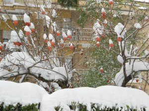 Neve5feb-Franca-Venanzetti-3-300x225