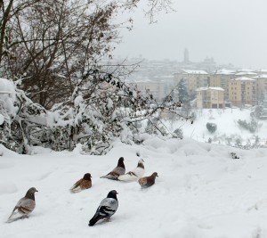 Neve5feb-Macerata-Carmine-Colangione-300x267