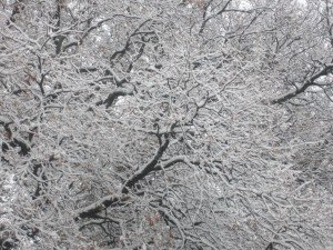 Neve5feb-Macerata-La-Pace-Mirka-2-300x225