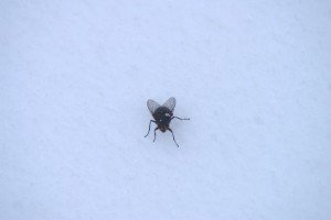 Neve5feb-mosca-Roberto-Cherubini-300x200