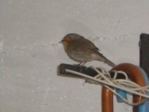 camerino_ermanno-_pieroni_neve-1-300x225