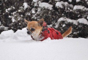 cane_thor_recanati_rita_soccio_neve-3-300x207