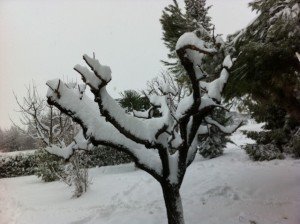 potenzapice_giorgio_menichelli_neve-2-300x224