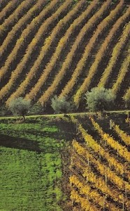 vigneto1-186x300