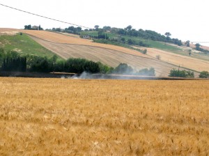 Incendio-sulla-Cingolana-14-300x224