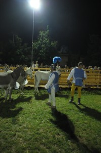 cavalieri-11-199x300